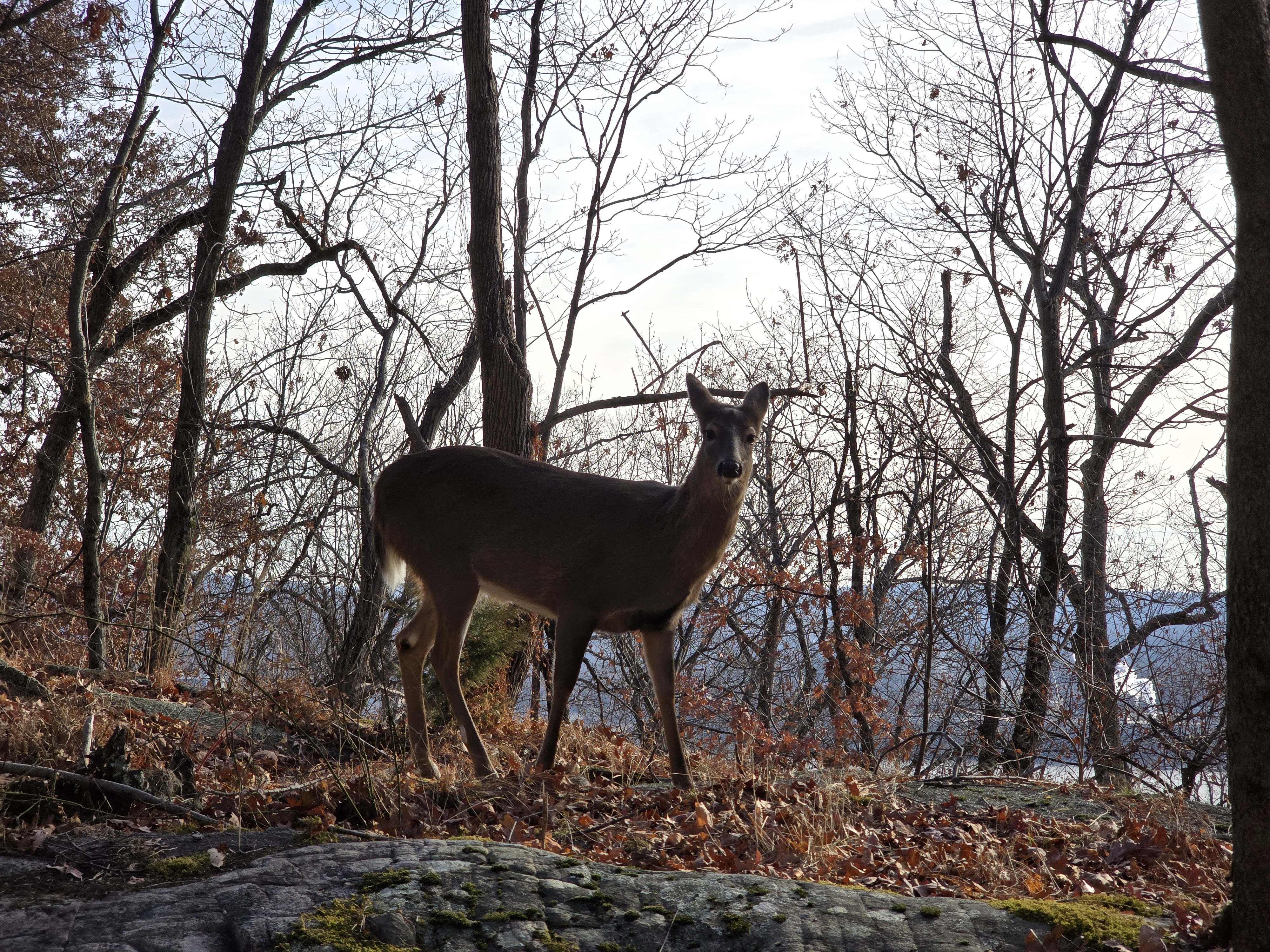 04509D8B-2813-4101-AA9F-4F953168DE08.jpeg
