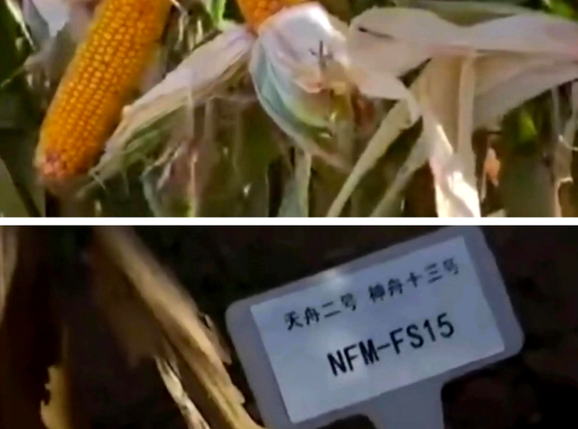 王亚平从太空带回的玉米种子结果了！太空种子产量能超以前种子吗-11.jpg