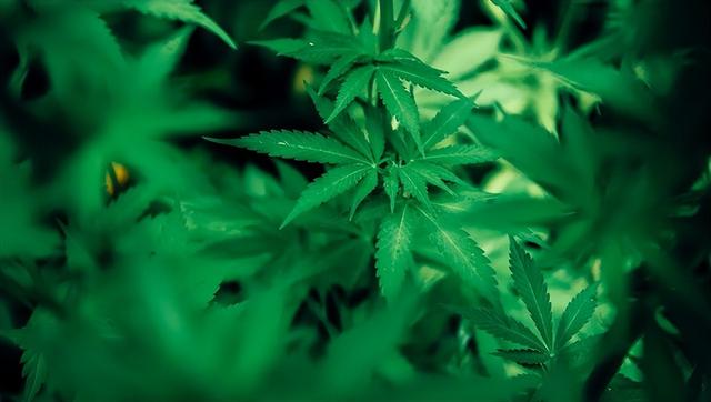 大麻合法、性交易开放，手握全球芯片命脉，这个国家颠覆你的认知-6.jpg