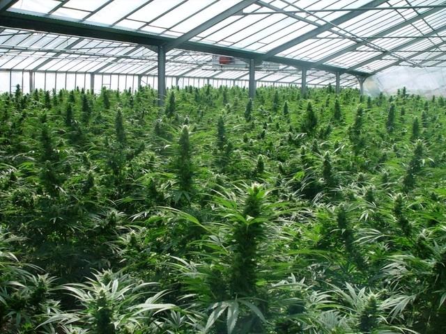 大麻合法、性交易开放，手握全球芯片命脉，这个国家颠覆你的认知-15.jpg