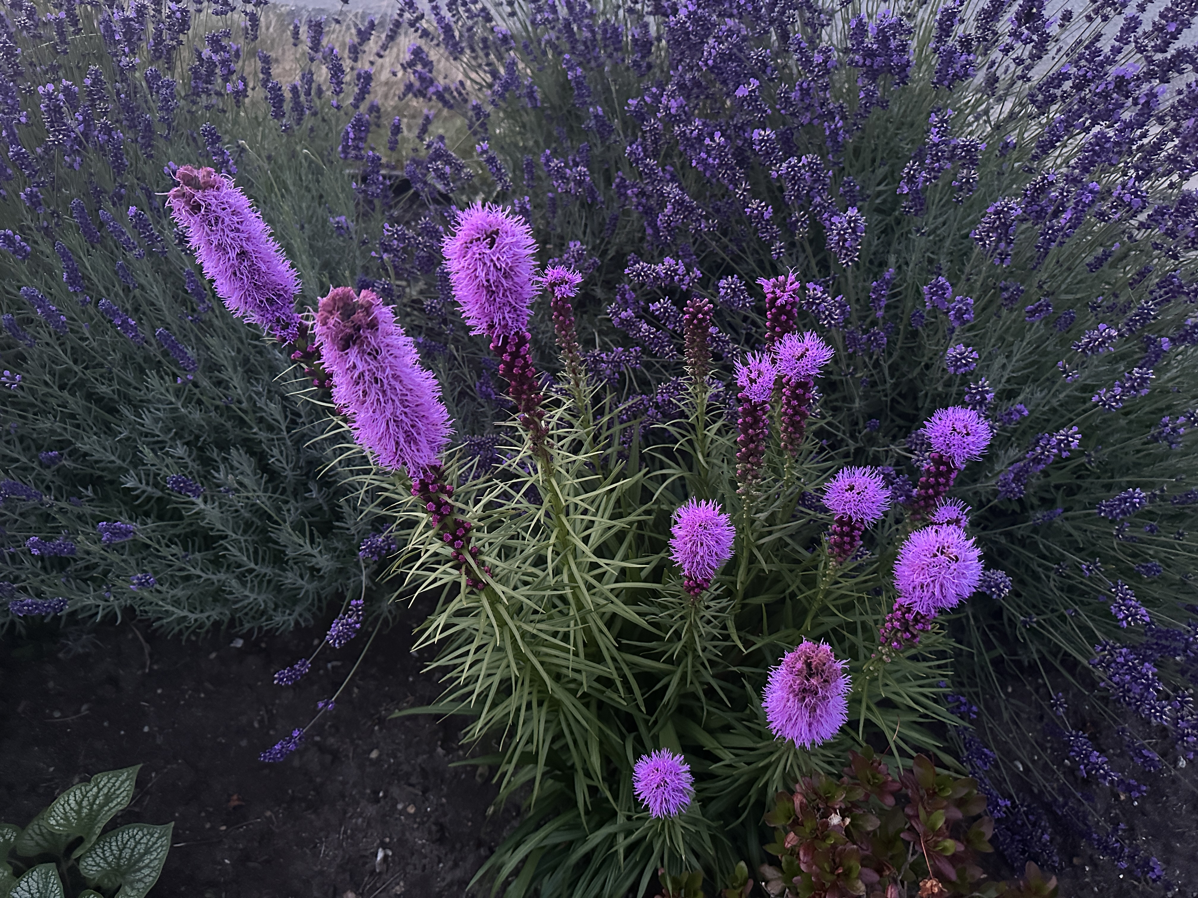 IMG_4394.jpeg