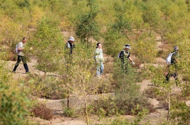 马云花重金在荒漠栽树，承诺每年一亿棵，十年过去了那些树活了吗-9.jpg