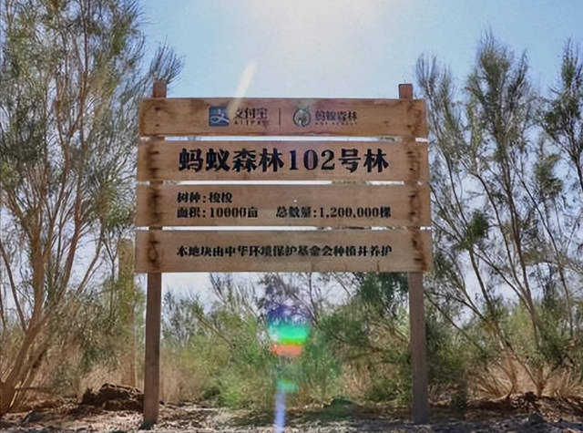 马云花重金在荒漠栽树，承诺每年一亿棵，十年过去了那些树活了吗-18.jpg